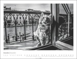 Venedig und die Katzen Kalender 2023