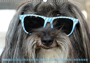 Tibet Terrier Theo