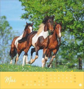 Pferde Postkartenkalender 2026