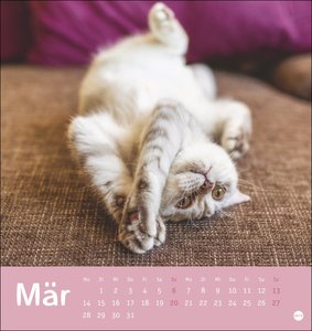 Tierisch entspannte Katzen Postkartenkalender 2022