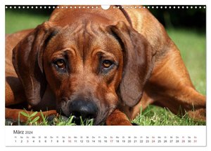 Ridgebacks - Hunde aus Afrika (Wandkalender 2024 DIN A3 quer), CALVENDO Monatskalender
