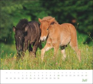 times&more Pferde Bildkalender 2022