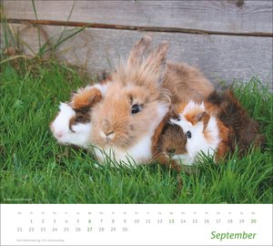 times&more Echte Freunde Bildkalender 2026
