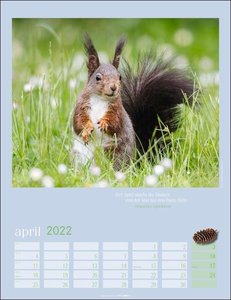 Eichhörnchen Kalender 2022
