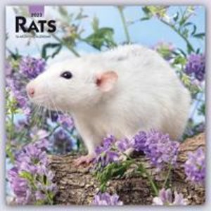 Rats - Ratten 2023 - 16-Monatskalender