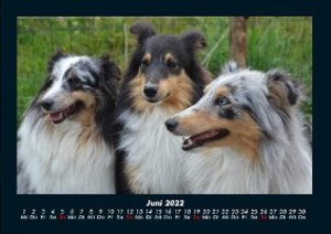 Hunde Kalender 2022 Fotokalender DIN A4