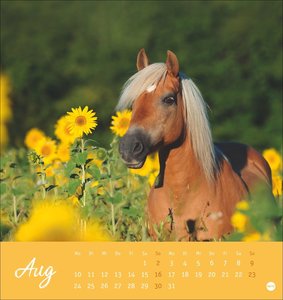 Pferde Postkartenkalender 2026