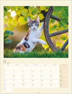 Katzen auf dem Lande Kalender 2026