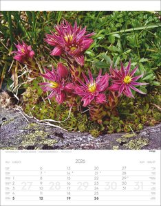 Alpenblumen Kalender 2026