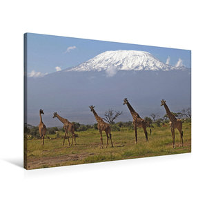 Premium Textil-Leinwand 90 cm x 60 cm quer Giraffen ? Am Kilimanjaro