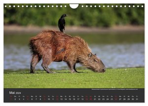 Wildlife Pantanal 2024 (Wandkalender 2024 DIN A4 quer), CALVENDO Monatskalender