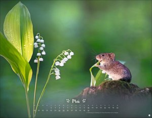 Vadim Trunov: Märchenhaftes Waldleben Posterkalender 2026