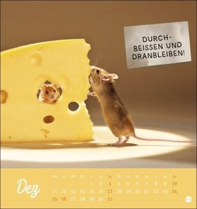 Tierisch gut drauf Postkartenkalender 2023 von Monika Wegler. Kleiner Kalender zum Aufstellen, Aufhängen und Schmunzeln. Witzige Fotos im Tierkalender 2023.