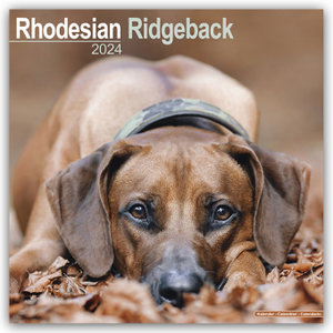 Rhodesian Ridgeback - Afrikanischer Löwenhund 2024 - 16-Monatskalender
