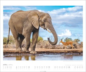 African Wildlife Kalender 2026