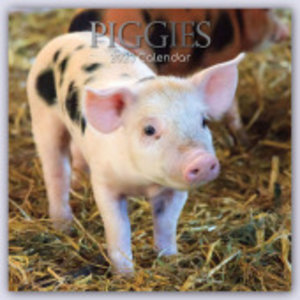 Piggies - Ferkel Schweine 2023 - 16-Monatskalender
