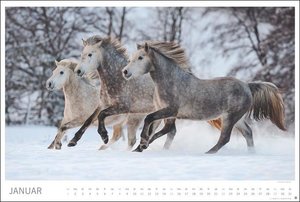 Pferde Meine Freunde Kalender 2023