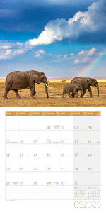 Elefanten Kalender 2025 - 30x30