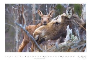 Lebensraum Wald 2025 - Bildkalender 49,5x33 cm - Tiere und Pflanzen in unseren heimischen Wäldern - Wandkalender - Wandplaner - Tierkalender