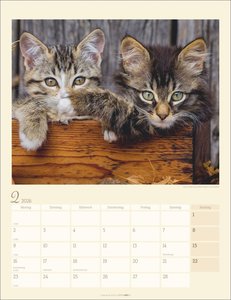Katzen auf dem Lande Kalender 2026