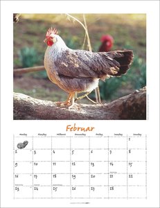 Der Hühnerkalender 2026