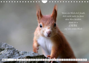 Tipps von Eichhörnchen an Eichhörnchenliebhaber (Wandkalender 2023 DIN A4 quer)