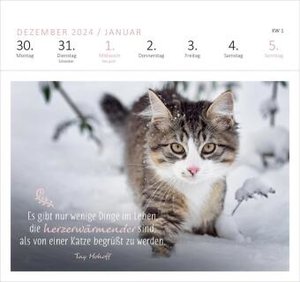 Postkartenkalender Katzenweisheiten 2025