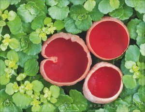 Wunderwelt der Pilze  2026
