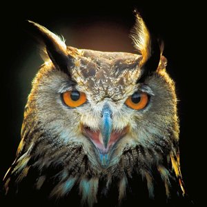 Magic Owls  2022