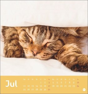 Tierisch entspannte Katzen Postkartenkalender 2022