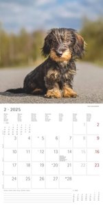 Dackel 2025 - Broschürenkalender 30x30 cm (30x60 geöffnet) - Kalender mit Platz für Notizen - Dachshund - Bildkalender - Wandplaner - Dackelkalender