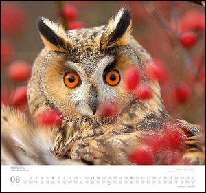 Geliebte Eulen 2023 - DUMONT Wandkalender - mit den wichtigsten Feiertagen - Format 38,0 x 35,5 cm