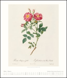 DuMonts Botanisches Kabinett – Rosen von P.J. Redouté – Kunstkalender 2023 – Wandkalender im Hochformat 34,5 x 40 cm