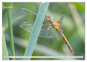 Farbenvolle Pracht der Libellen (Wandkalender 2024 DIN A2 quer), CALVENDO Monatskalender
