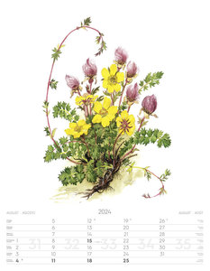 Alpenblumen-Aquarelle Kalender 2024