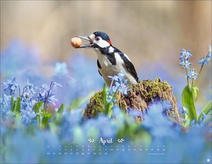 Vadim Trunov: Märchenhaftes Waldleben Posterkalender 2026