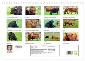 Zottelige Schotten (Wandkalender 2024 DIN A3 quer), CALVENDO Monatskalender