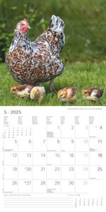 Alpha Edition - Hühner 2025 Broschürenkalender, 30x30cm, Kalender mit hochwertigen Hühner-Bildern, Mondphasen, Notizmöglichkeiten, Ferientermine DE/AT/CH und internationales Kalendarium