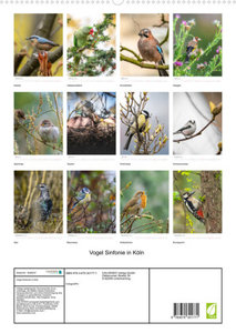 Vogel Sinfonie in Köln (Premium, hochwertiger DIN A2 Wandkalender 2023, Kunstdruck in Hochglanz)
