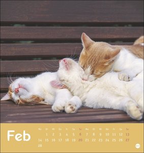 Tierisch entspannte Katzen Postkartenkalender 2022