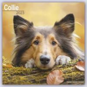 Collie 2023 - 16-Monatskalender