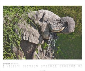 Elefanten Kalender 2023. Die sanften Riesen Afrikas, porträtiert in einem großen Wandkalender. Hochwertiger Fotokalender voll beeindruckender Tieraufnahmen.