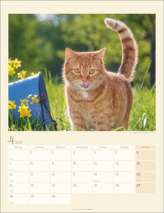 Katzen auf dem Lande Kalender 2025