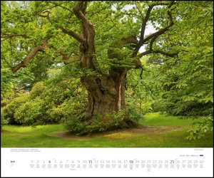Bäume 2023 – Wandkalender 60x50 cm – Spiralbindung