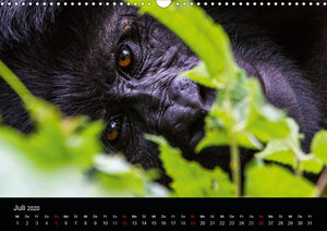 Affengesichter - Primaten in Uganda
