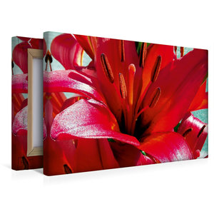 Premium Textil-Leinwand 45 cm x 30 cm quer Ein Motiv aus dem Kalender Zauberblüte - Asiatische Lilie