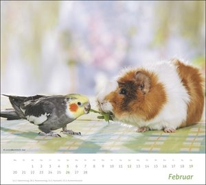 Echte Freunde Bildkalender 2023. Süße Tierfreundschaften in einem Kalender Großformat. Hochwertiger Fotokalender für Tierfreunde. Großer Wandkalender im Querformat.
