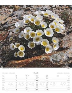 Alpenblumen Kalender 2026