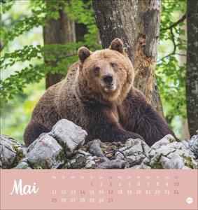 Bärenstark Postkartenkalender 2026