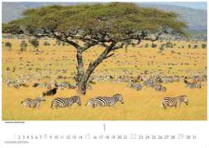 African Wildlife 2023 L 35x50cm